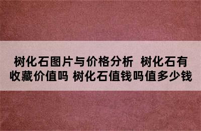 树化石图片与价格分析  树化石有收藏价值吗 树化石值钱吗值多少钱